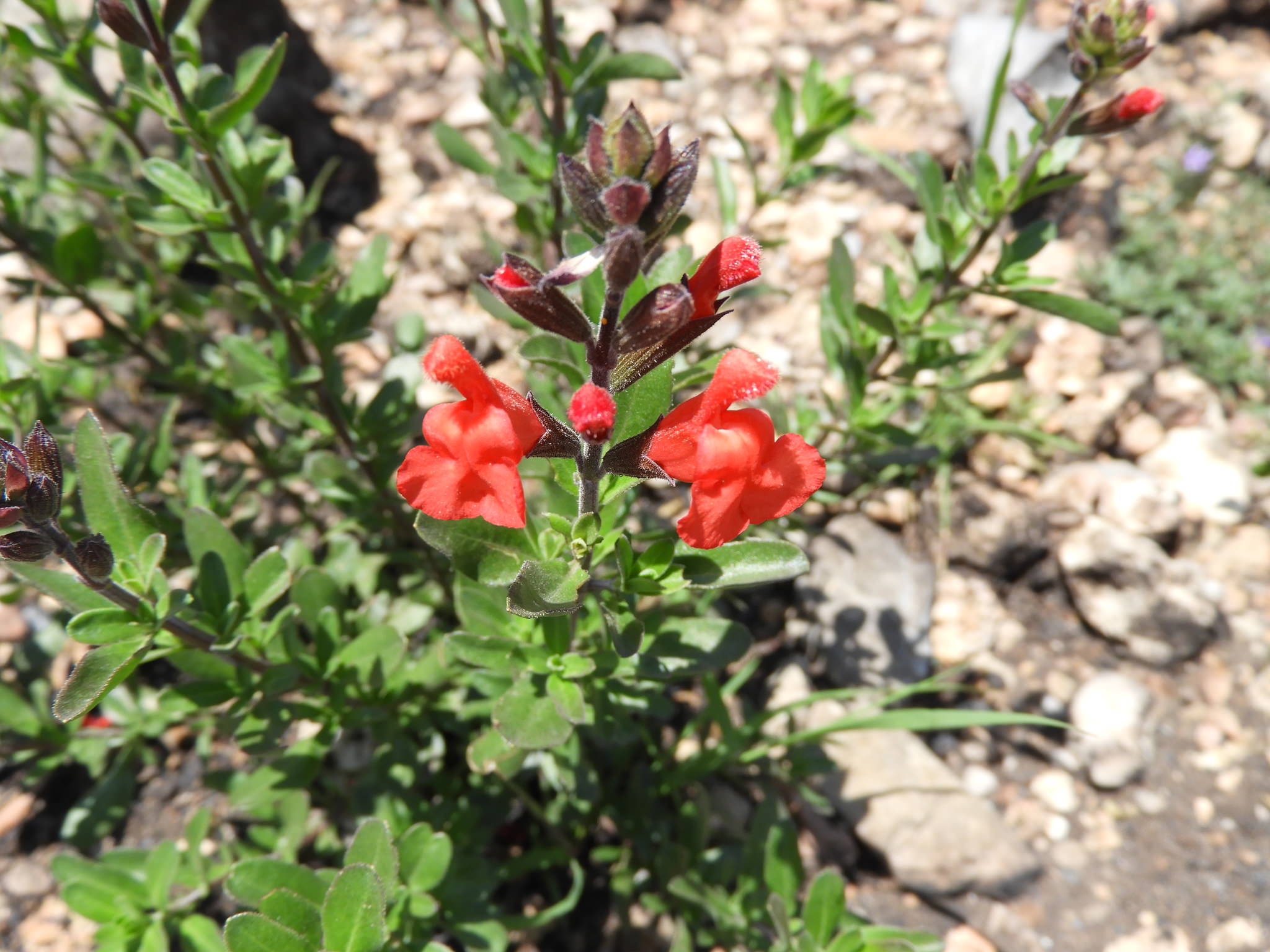 Salvia greggii
